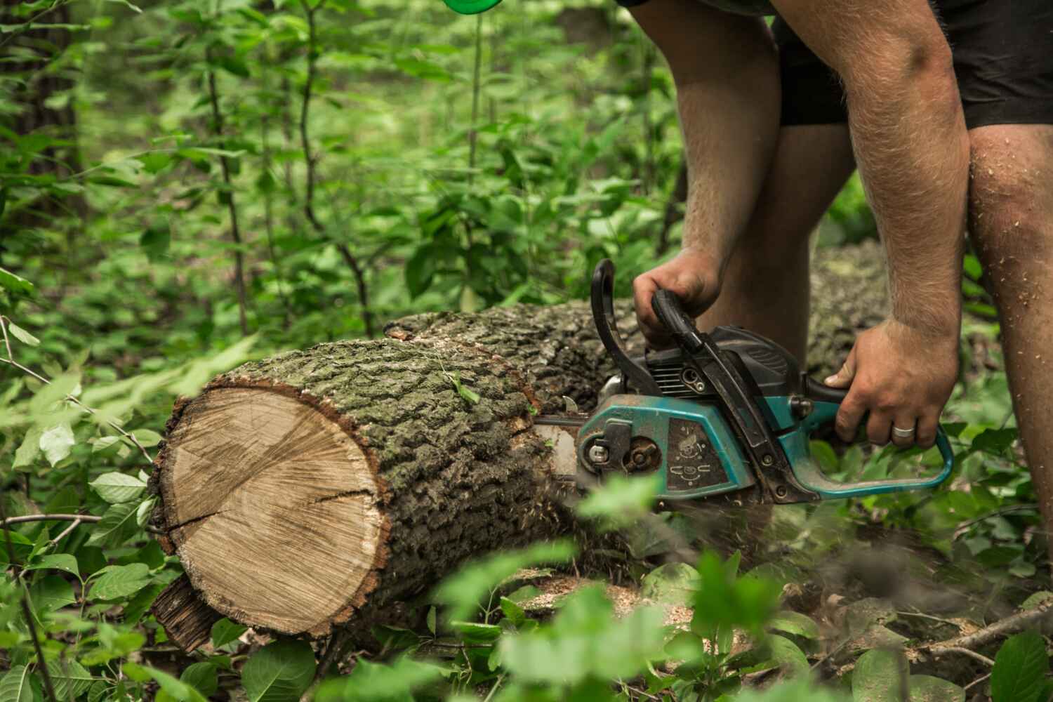 Residential Tree Removal in Robins Af, GA